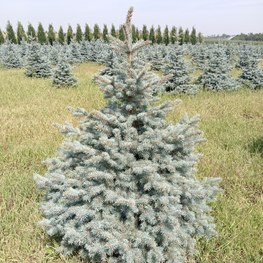 Ель колючая Беби Блю (Baby Blue)