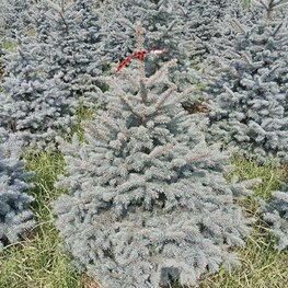 Ель колючая Беби Блю (Baby Blue)