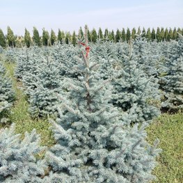 Ель колючая Беби Блю (Baby Blue)