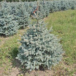 Ель колючая Беби Блю (Baby Blue)