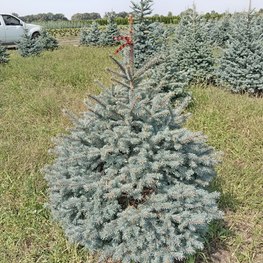 Ель колючая Беби Блю (Baby Blue)