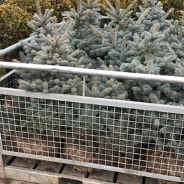 Ель колючая Беби Блю (Baby Blue)