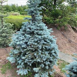 Ель колючая Беби Блю (Baby Blue)