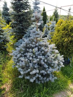 Ель колючая Беби Блю (Baby Blue)