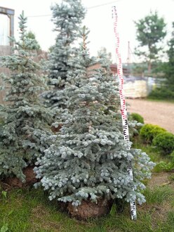 Ель колючая Беби Блю (Baby Blue)