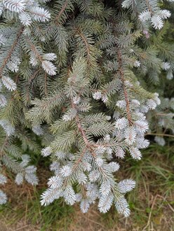 Ель колючая Беби Блю (Baby Blue)