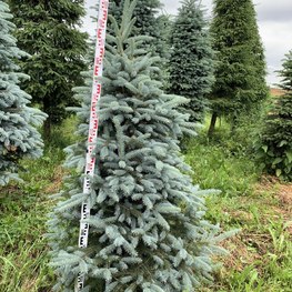 Ель колючая Беби Блю (Baby Blue)