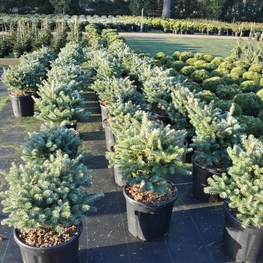 Пихта Корейская Молли (Molli)