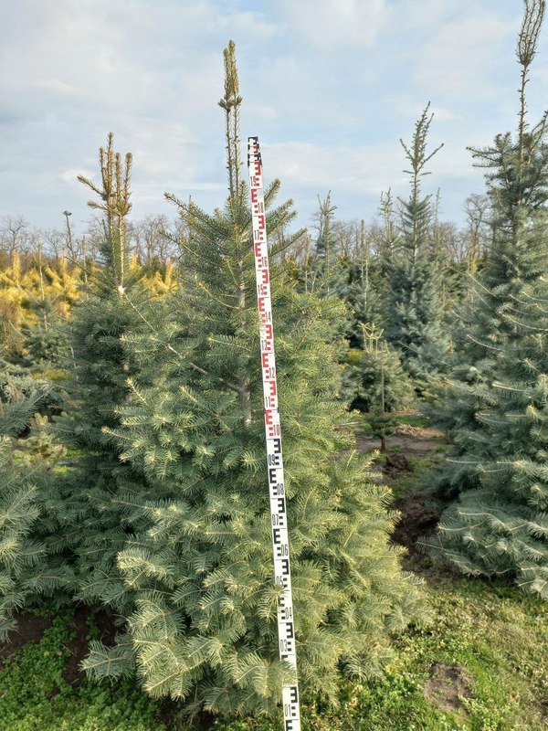 Пихта Одноцветная Абиес конколор (Abies Concolor)