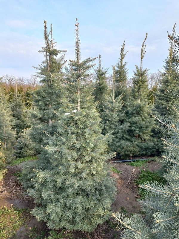 Пихта Одноцветная Абиес конколор (Abies Concolor)