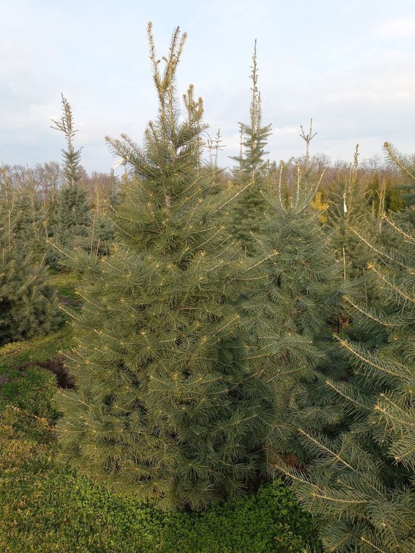 Пихта Одноцветная Абиес конколор (Abies Concolor)