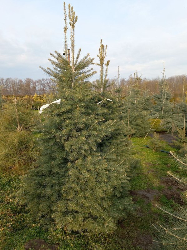 Пихта Одноцветная Абиес конколор (Abies Concolor)