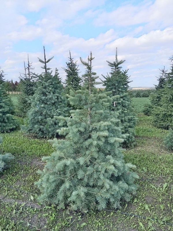 Пихта Одноцветная Абиес конколор (Abies Concolor)