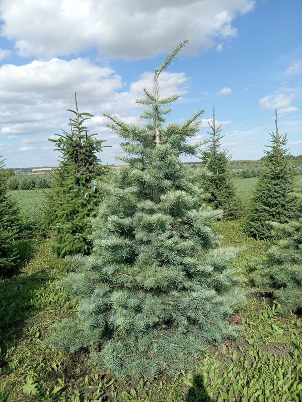 Пихта Одноцветная Абиес конколор (Abies Concolor)