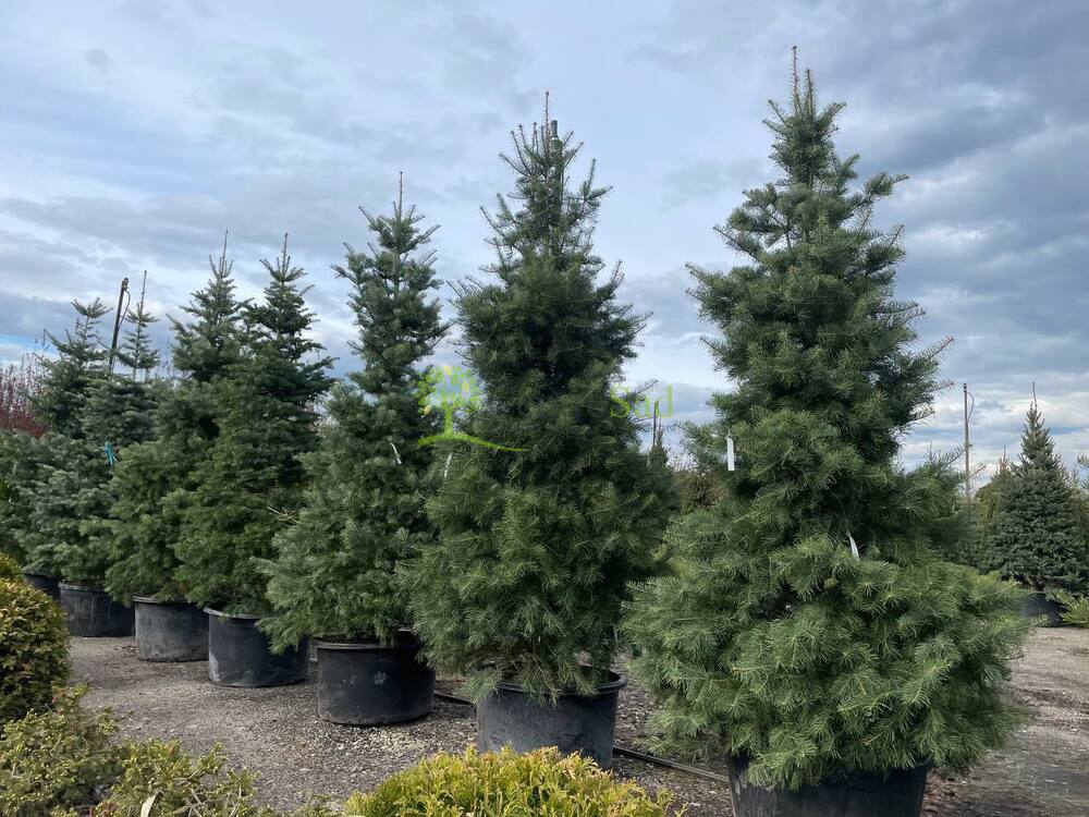 Пихта Одноцветная Абиес конколор (Abies Concolor)