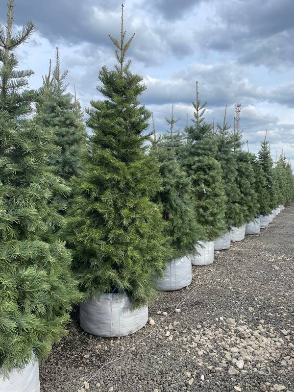 Пихта Одноцветная Абиес конколор (Abies Concolor)