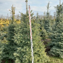 Пихта Одноцветная Абиес конколор (Abies Concolor)