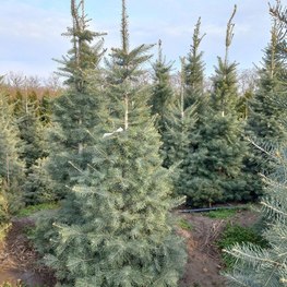 Пихта Одноцветная Абиес конколор (Abies Concolor)