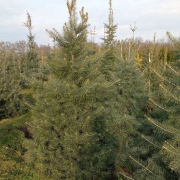 Пихта Одноцветная Абиес конколор (Abies Concolor)