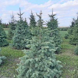 Пихта Одноцветная Абиес конколор (Abies Concolor)