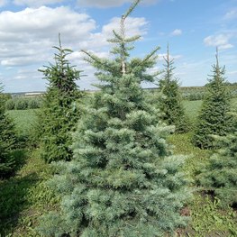 Пихта Одноцветная Абиес конколор (Abies Concolor)