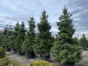 Пихта Одноцветная Абиес конколор (Abies Concolor)