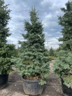 Пихта Одноцветная Абиес конколор (Abies Concolor)