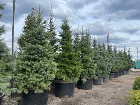 Пихта Одноцветная Абиес конколор (Abies Concolor)