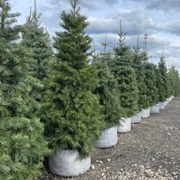 Пихта Одноцветная Абиес конколор (Abies Concolor)