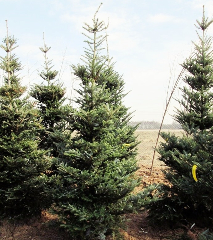 Пихта Корейская Абиес кориана (Abies Koreana)