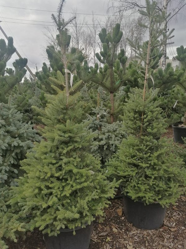 Пихта Корейская Абиес кориана (Abies Koreana)