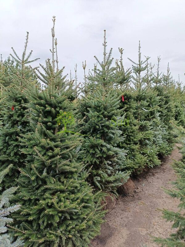 Пихта Корейская Абиес кориана (Abies Koreana)