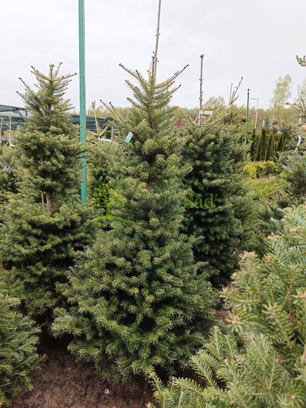 Пихта Корейская Абиес кориана (Abies Koreana)