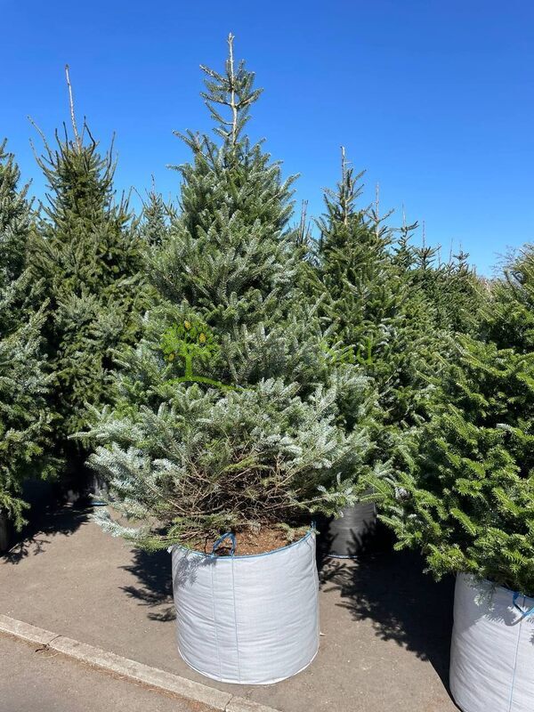 Пихта Корейская Абиес кориана (Abies Koreana)