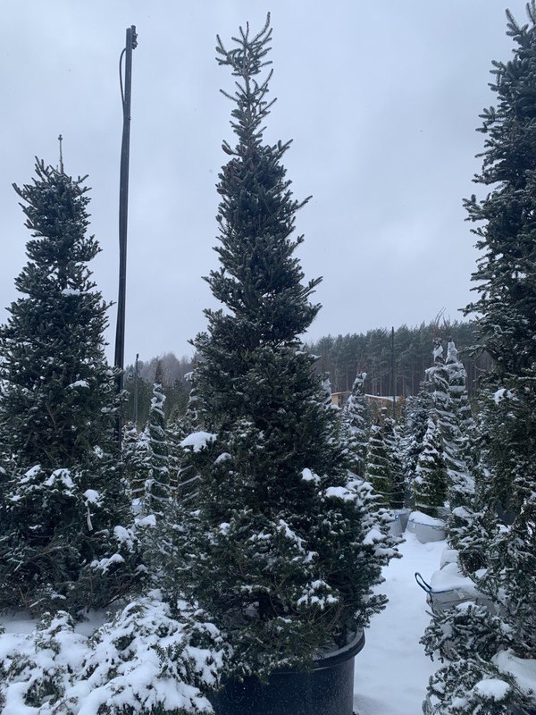 Пихта Корейская Абиес кориана (Abies Koreana)