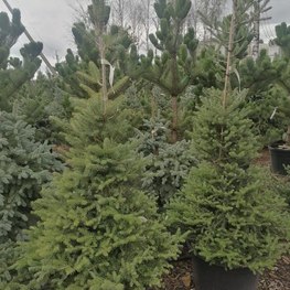 Пихта Корейская Абиес кориана (Abies Koreana)