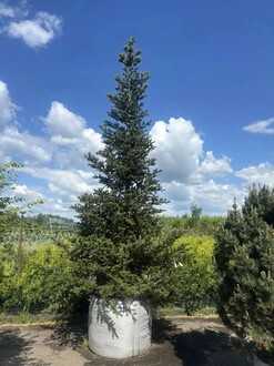 Пихта Корейская Абиес кориана (Abies Koreana)