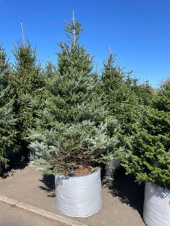 Пихта Корейская Абиес кориана (Abies Koreana)