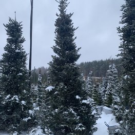 Пихта Корейская Абиес кориана (Abies Koreana)