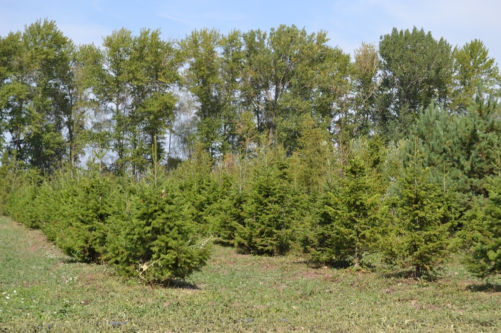 Пихта сибирская Абиес сибирика (Abies Sibirica)