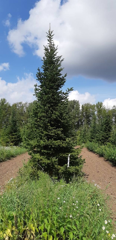 Пихта сибирская Абиес сибирика (Abies Sibirica)