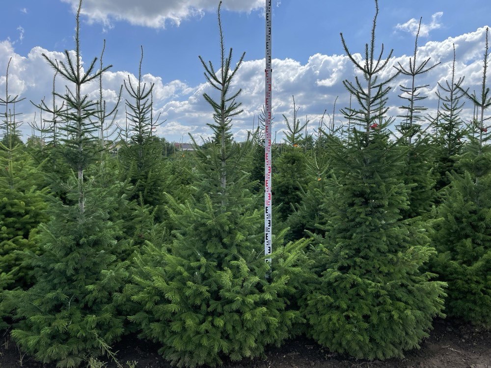 Пихта сибирская Абиес сибирика (Abies Sibirica)