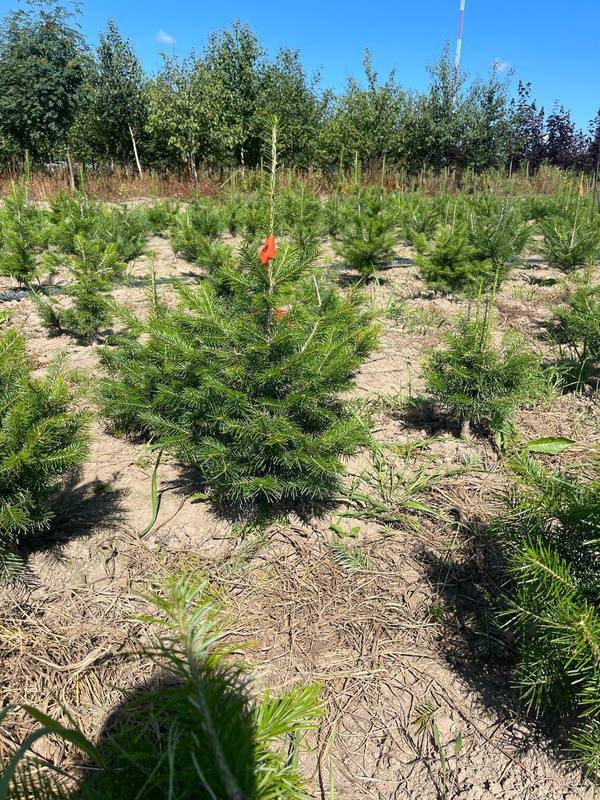 Пихта сибирская Абиес сибирика (Abies Sibirica)