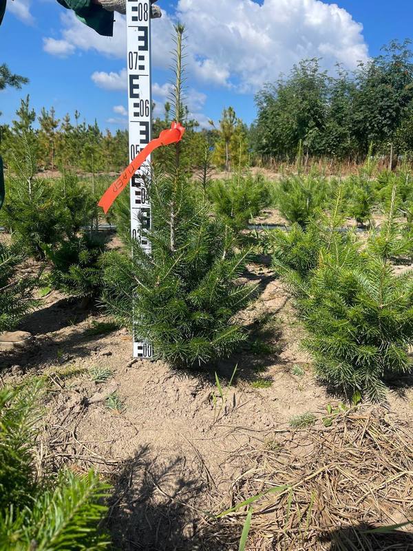 Пихта сибирская Абиес сибирика (Abies Sibirica)