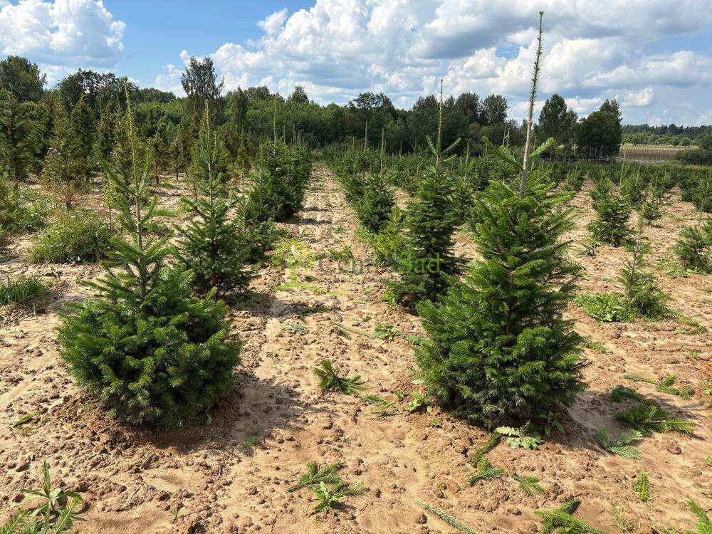 Пихта сибирская Абиес сибирика (Abies Sibirica)