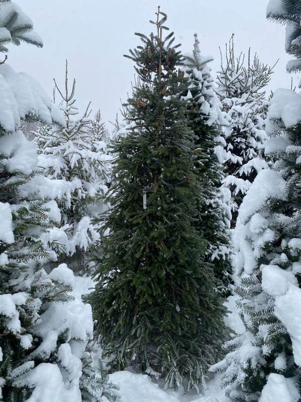 Пихта сибирская Абиес сибирика (Abies Sibirica)