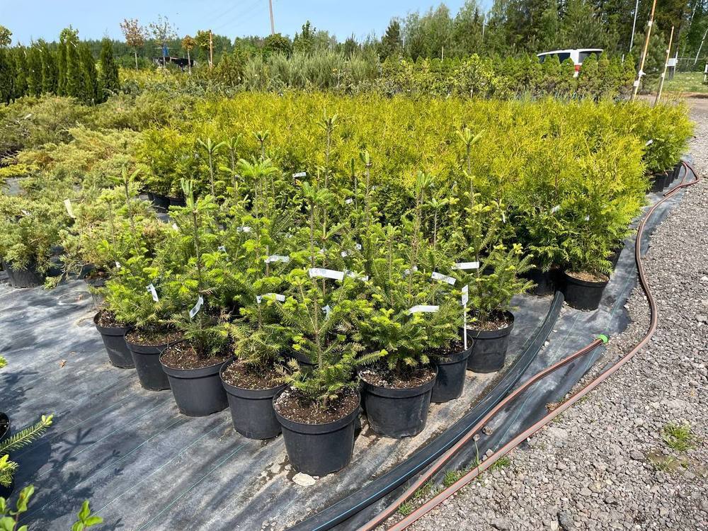 Пихта сибирская Абиес сибирика (Abies Sibirica)