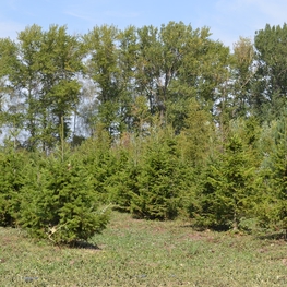 Пихта сибирская Абиес сибирика (Abies Sibirica)