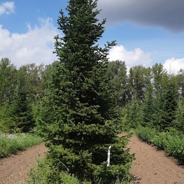 Пихта сибирская Абиес сибирика (Abies Sibirica)