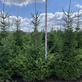 Пихта сибирская Абиес сибирика (Abies Sibirica)